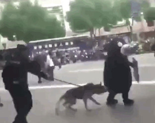网红熊本熊在广场被警犬追咬，警察：稍息立正，你是警犬不是泼妇