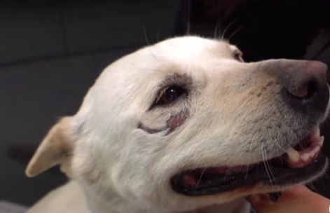 看门犬尽职尽责却不被重视，后来失踪9天独自找回家，赢得了尊重