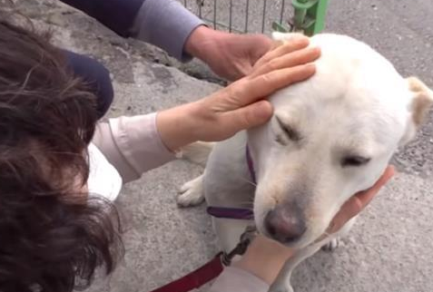 看门犬尽职尽责却不被重视，后来失踪9天独自找回家，赢得了尊重
