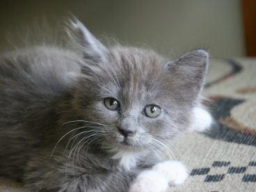灰色宠物小猫图片
