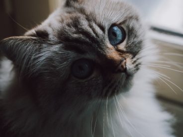 可爱长毛猫图片