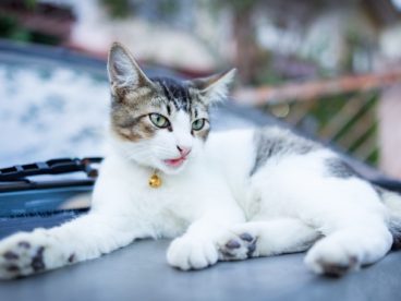 漂亮白色猫图片