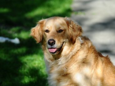 大金毛犬图片
