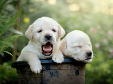 软萌可爱拉布拉多犬图片