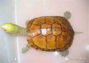 黄喉拟水龟，黄喉拟水龟为什么不建议养