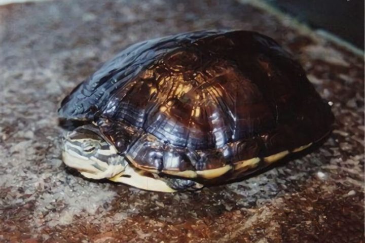 腊戌拟水龟身份信息