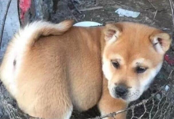 网友捡了一只田园犬，带回家养了两个月之后差点哭了：养不起啊