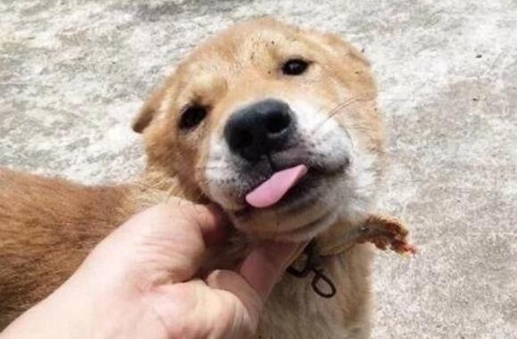 网友捡了一只田园犬，带回家养了两个月之后差点哭了：养不起啊