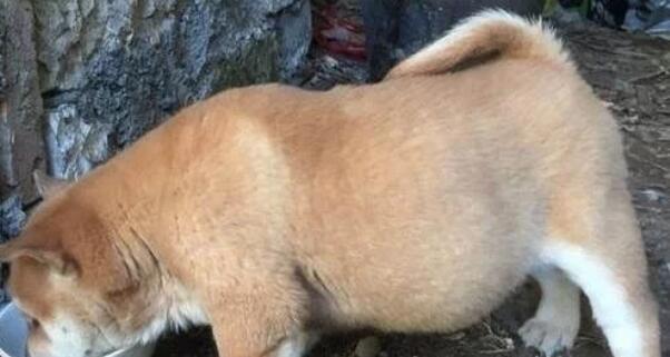 网友捡了一只田园犬，带回家养了两个月之后差点哭了：养不起啊