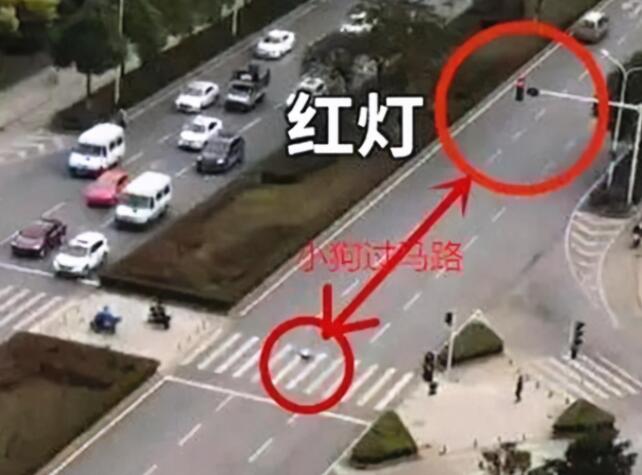 宠物狗闯红灯被车撞死，狗主人向车主索赔18万？交警判罚让人拍手称快