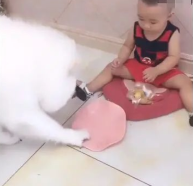 宝宝吃零食,狗狗积极叼碗来讨吃,宝宝被招数了!