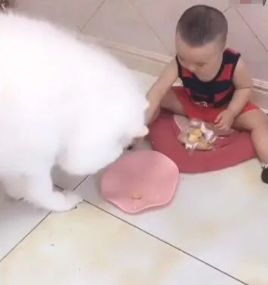 宝宝吃零食,狗狗积极叼碗来讨吃,宝宝被招数了!