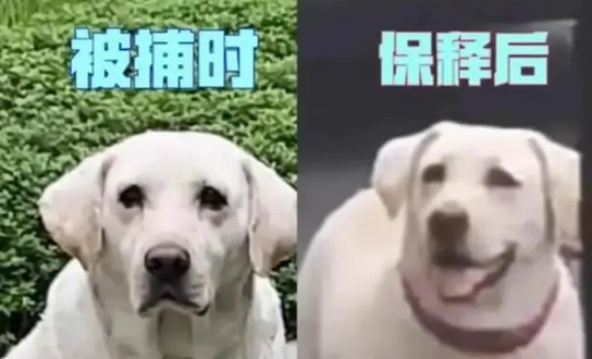 在咬伤女童边上看戏的白色拉布拉多被抓，狗主人被罚款2000