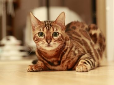 孟加拉猫图片