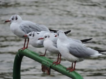 一群海鸥休憩图片