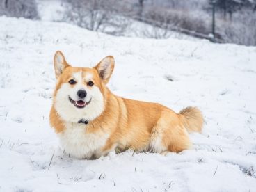 威尔士柯基犬雪地撒欢摄影图片