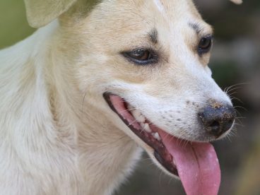 家养宠物犬图片