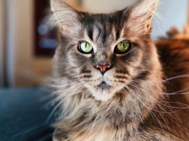 俄罗斯长毛缅因猫图片