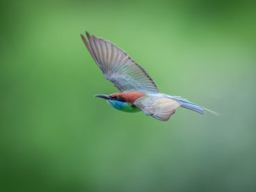 野生蓝喉蜂虎摄影图片