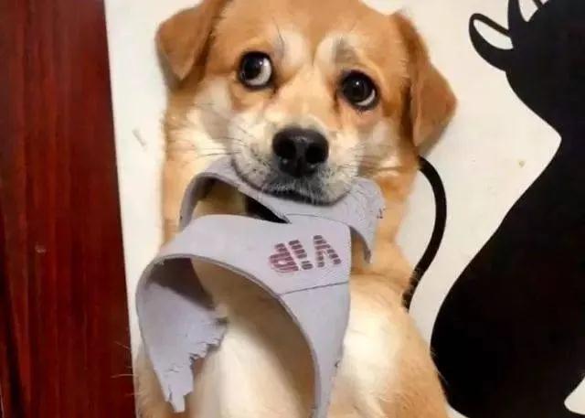 为什么狗子就是不能放过我们的鞋子？