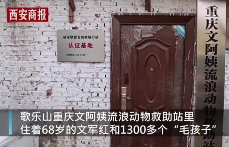 “别人笑我太疯癫”,68岁老人收养1300只狗,女儿卖房支持