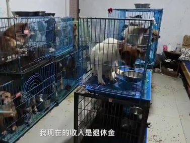 “别人笑我太疯癫”,68岁老人收养1300只狗,女儿卖房支持