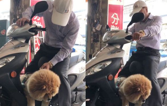 超黏阿公鬆狮犬 逐渐取得正宫女儿地位