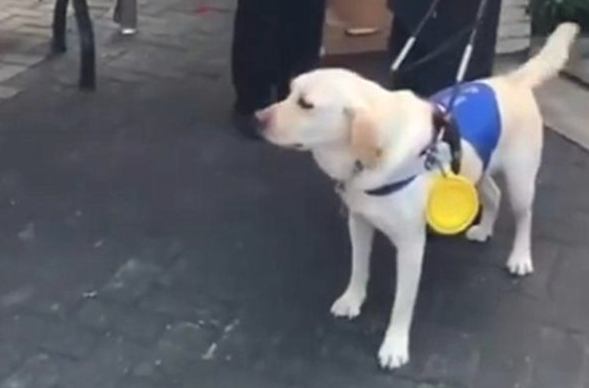 导盲犬扔下主人家独自一人玩耍，是狗狗职业道德规范的缺少，還是另有隐情