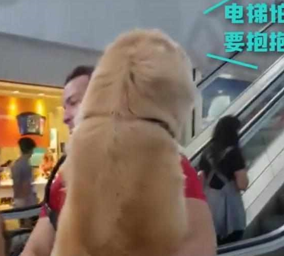 快一百斤大金毛怕坐电梯，要小哥抱抱才敢上：你说你丢不丢狗？
