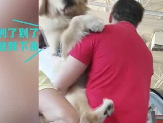快一百斤大金毛怕坐电梯，要小哥抱抱才敢上：你说你丢不丢狗？