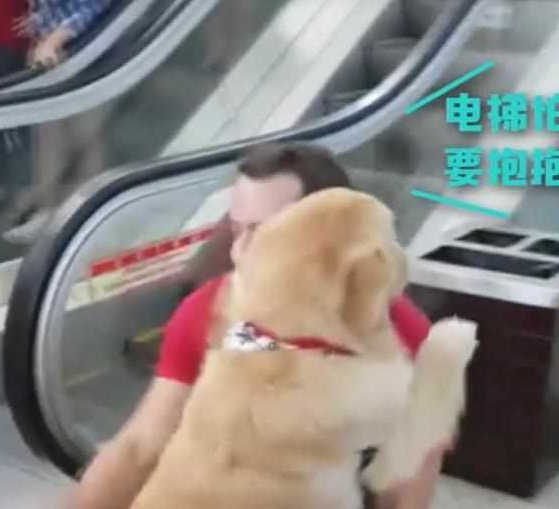 快一百斤大金毛怕坐电梯，要小哥抱抱才敢上：你说你丢不丢狗？