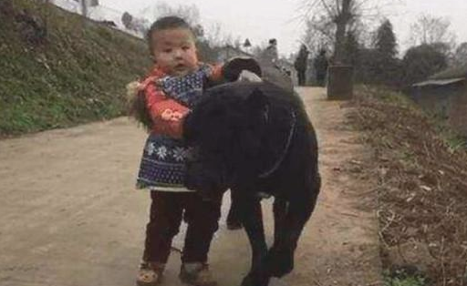 小毛孩拉着狗狗回家，下一秒钟小毛孩的做法让情景的确是太溫暖了