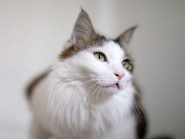 挪威森林宠物猫图片