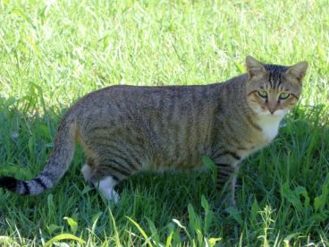 虎斑猫可爱图片
