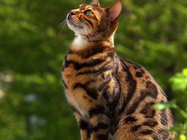 春日可爱孟加拉猫写真图片
