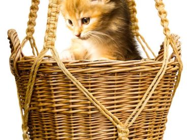 年轻的猫
