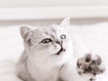 可爱小猫咪黑白摄影图片