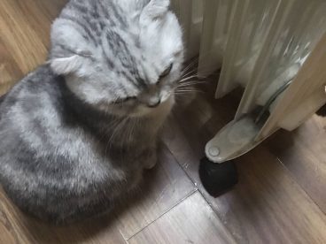 猫咪表情