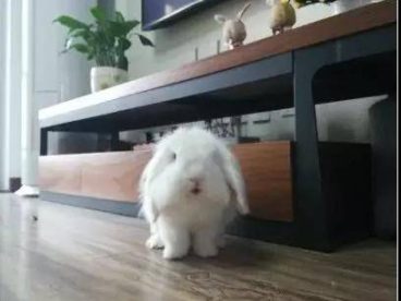哇哇：垂耳兔怎么这么可爱被萌得惊呆了