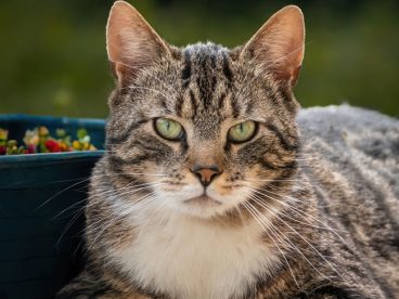 可爱呆萌狸花猫写真摄影图片
