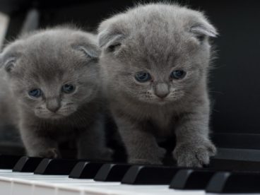 两只灰色折耳猫图片