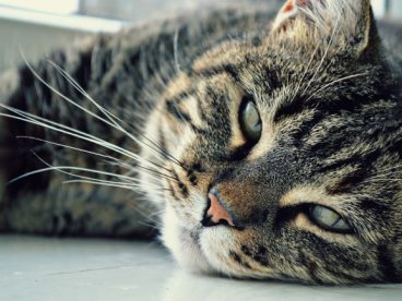 卖萌的小猫图片
