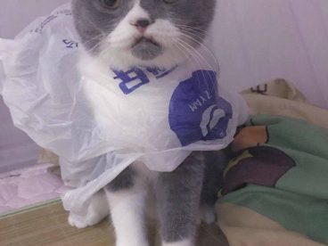 猫界时尚大使