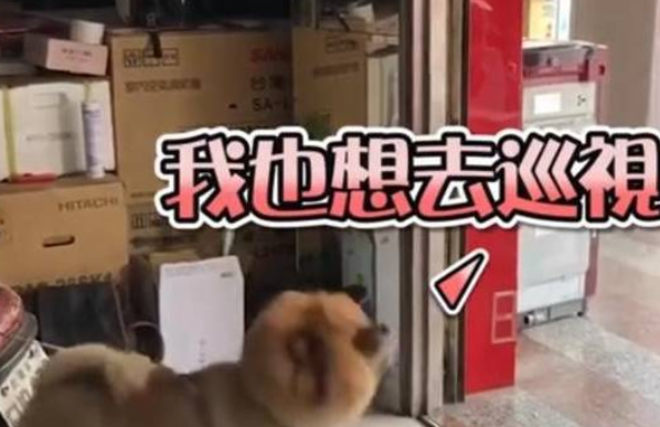 主人出门不带狗狗，狗狗瞬间崩溃，大喊大叫疯狂撒娇