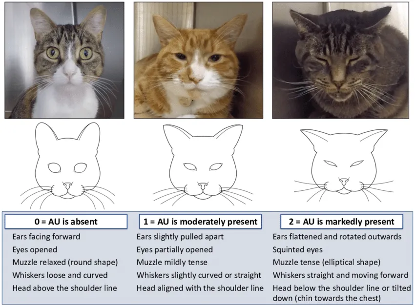 猫咪隐藏痛苦的 14 个微妙迹象,你注意到了吗?
