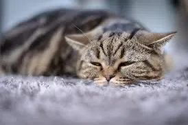 猫咪隐藏痛苦的 14 个微妙迹象,你注意到了吗?