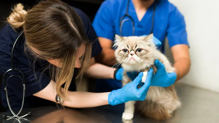 猫咪隐藏痛苦的 14 个微妙迹象，你注意到了吗？