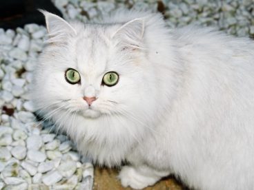 雪白色猫咪图片