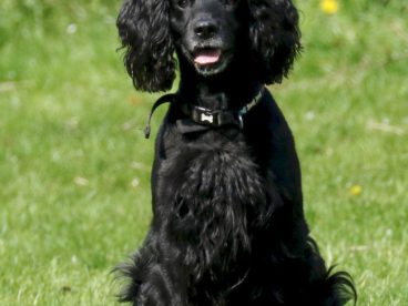 英国黑色可卡犬图片