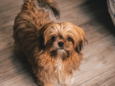 毛绒绒的小狗图片